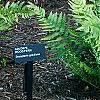 Dryopteris goldieana, habit