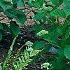 Dryopteris goldieana, habit