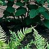 Dryopteris goldieana, habit