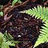 Polystichum retrosopaleaceum, habit