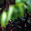 Polystichum retrosopaleaceum, habit