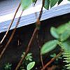 Polystichum retrosopaleaceum, habit