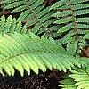 Polystichum retrosopaleaceum, habit