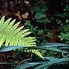 Polystichum retrosopaleaceum, habit