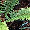 Polystichum retrosopaleaceum, habit