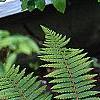 Polystichum retrosopaleaceum, habit