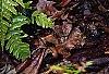 Polystichum retrosopaleaceum, habit