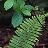 Polystichum retrosopaleaceum, habit