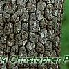 Diospyros virginiana, bark