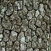 Diospyros virginiana, bark