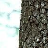 Diospyros virginiana, bark