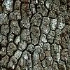 Diospyros virginiana, bark