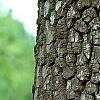 Diospyros virginiana, bark