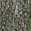 Diospyros virginiana, bark