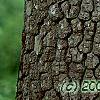 Diospyros virginiana, bark