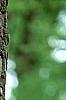 Diospyros virginiana, bark