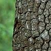Diospyros virginiana, bark