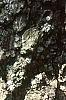 Diospyros virginiana, bark