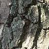 Diospyros virginiana, bark