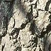 Diospyros virginiana, bark