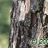 Diospyros virginiana, bark