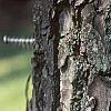 Diospyros virginiana, bark