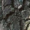 Diospyros virginiana, bark