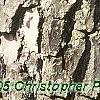 Diospyros virginiana, bark