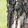 Diospyros virginiana, bark