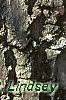 Diospyros virginiana, bark