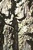 Diospyros virginiana, bark