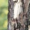 Diospyros virginiana, bark
