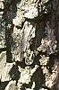 Diospyros virginiana, bark
