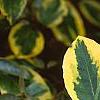 Elaeagnus pungens 'Gilt Edge', leaves