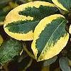 Elaeagnus pungens 'Gilt Edge', leaves