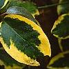 Elaeagnus pungens 'Gilt Edge', leaves
