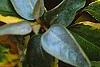 Elaeagnus pungens 'Gilt Edge', leaves