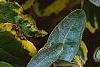 Elaeagnus pungens 'Gilt Edge', leaves
