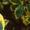 Elaeagnus pungens 'Gilt Edge', leaves