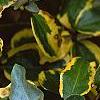 Elaeagnus pungens 'Gilt Edge', leaves