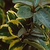 Elaeagnus pungens 'Gilt Edge', leaves
