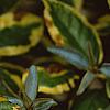 Elaeagnus pungens 'Gilt Edge', leaves