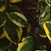 Elaeagnus pungens 'Gilt Edge', leaves