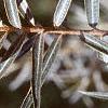 Elaeagnus rhamnoides, leaves