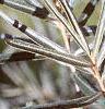 Elaeagnus rhamnoides, leaves