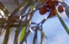 Elaeagnus rhamnoides, fruit
