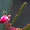 Arctostaphylos uva-ursi 'Vancouver Jade', flowers