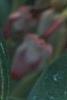Arctostaphylos uva-ursi 'Vancouver Jade', flowers