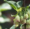 Enkianthus campanulatus, flowers