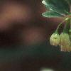 Enkianthus campanulatus, flowers